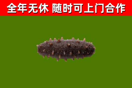 崇仁回收海参干